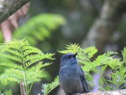 Image of Nilgiri Flycatcher