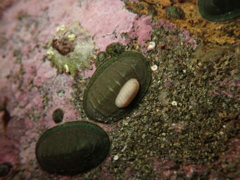 Image of Ischnochiton circumvallatus (Reeve 1847)