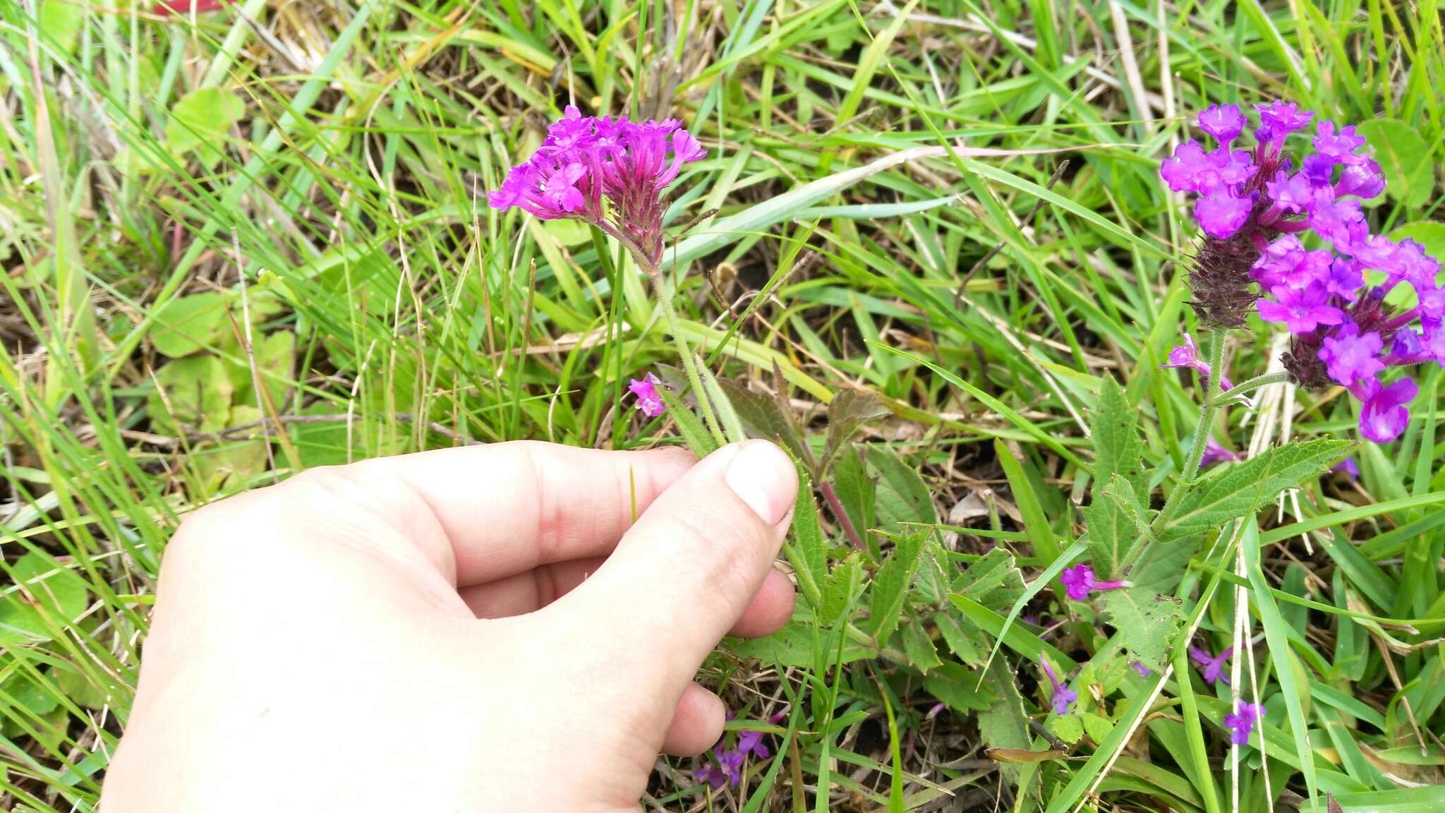 Image of tuberous vervain