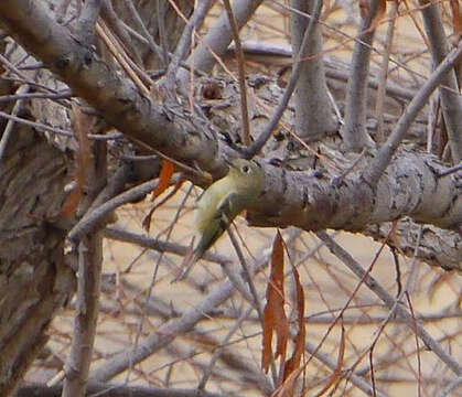 Image of Ruby-crowned Kinglet