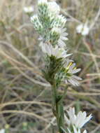 Image of white prairie aster