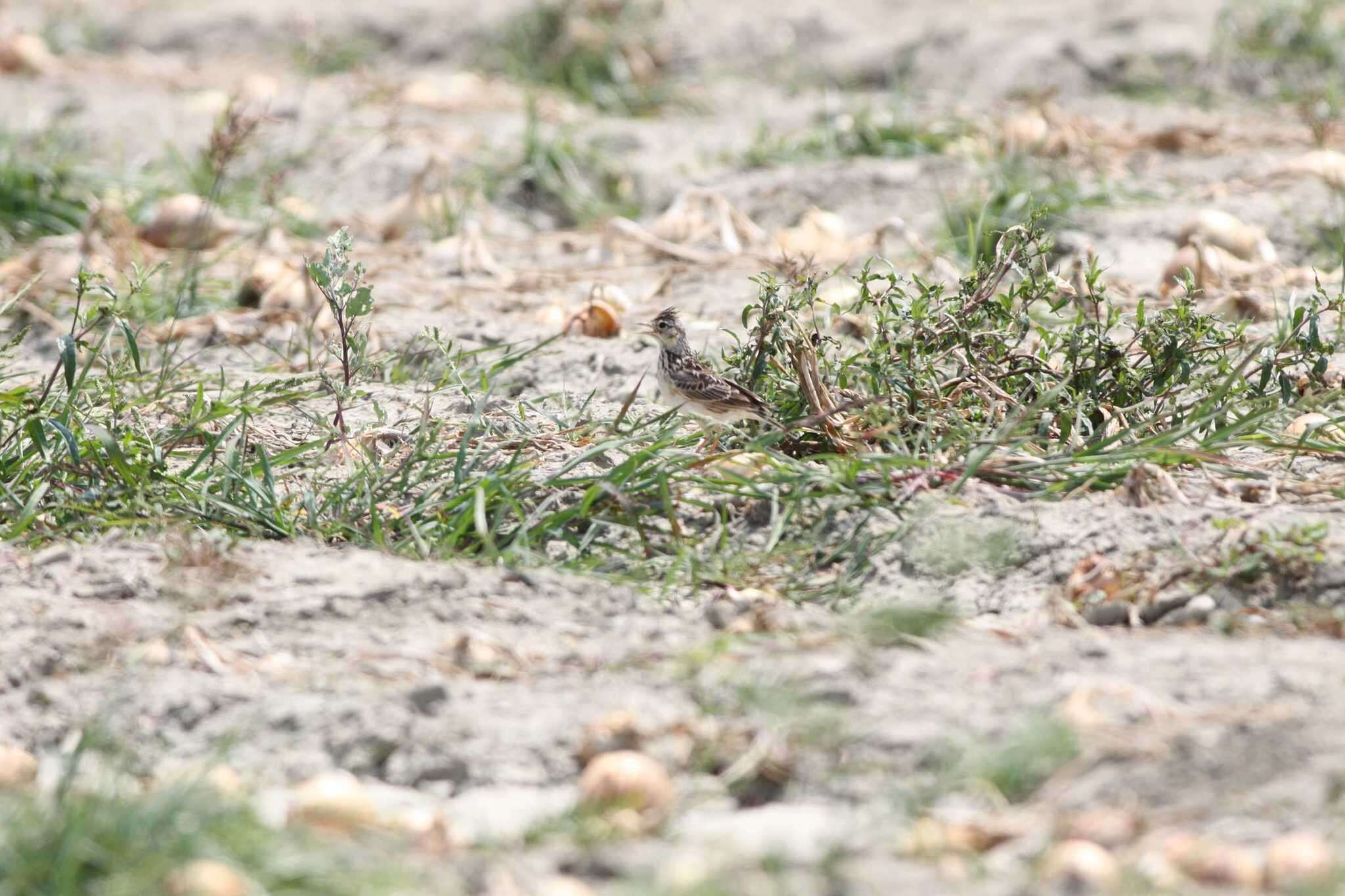 Image of Oriental Skylark