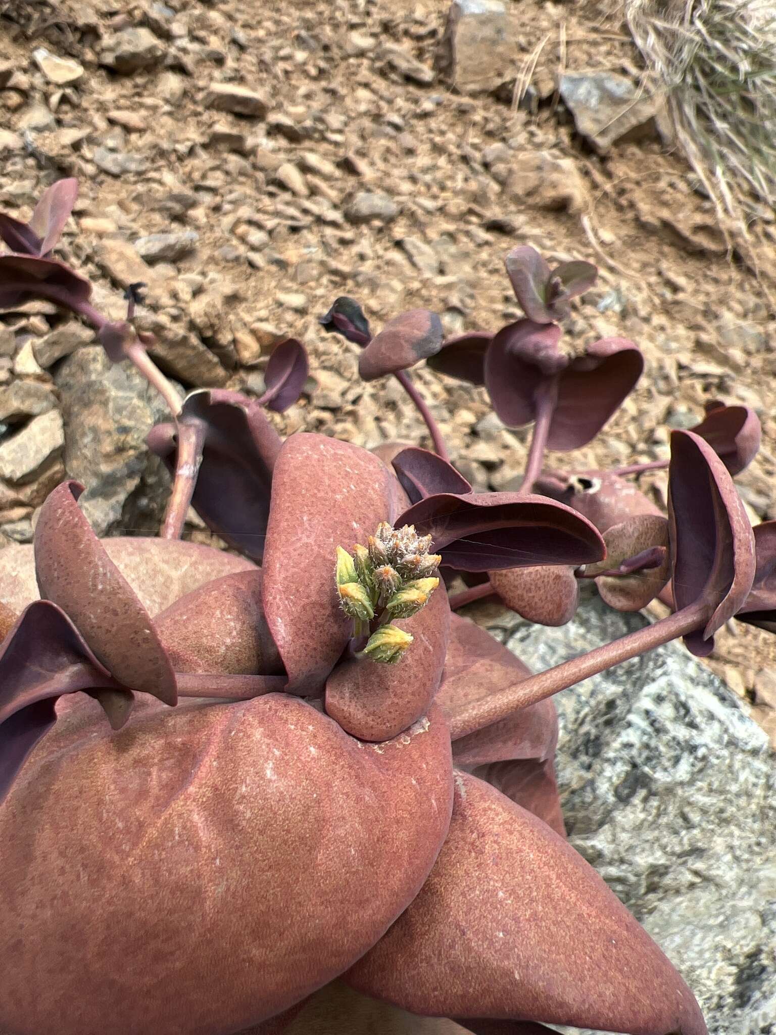 Image de Streptanthus drepanoides Kruckeb. & J. L. Morrison