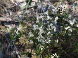 Image of Cryptandra tomentosa Lindl.