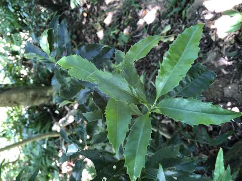 Image of Helicia cochinchinensis Lour.