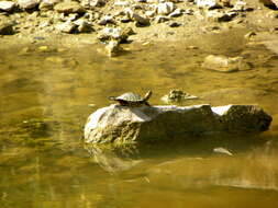 Image of slider turtle, red-eared terrapin, red-eared slider