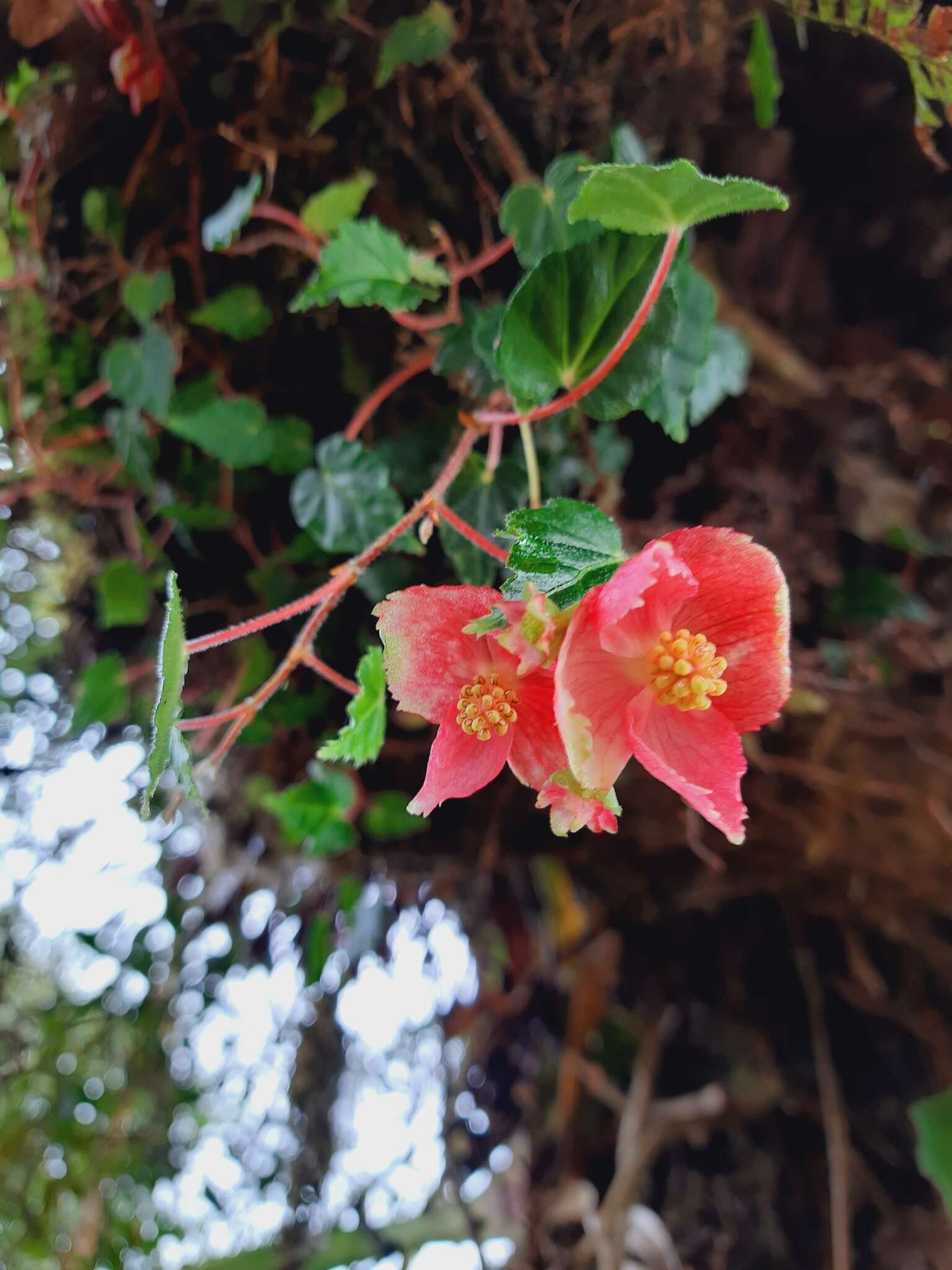 Image of Begonia maurandiae A. DC.