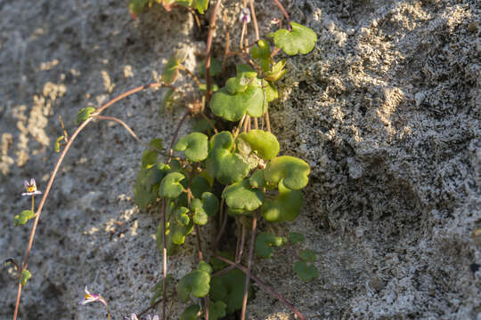 Image of Cymbalaria longipes (Boiss. & Heldr.) A. Cheval.