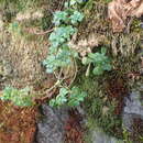 صورة Sedum oreganum subsp. oreganum