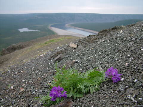 Image of Oxytropis arctica subsp. taimyrensis