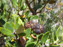 Image of <i>Phylica oleifolia</i>