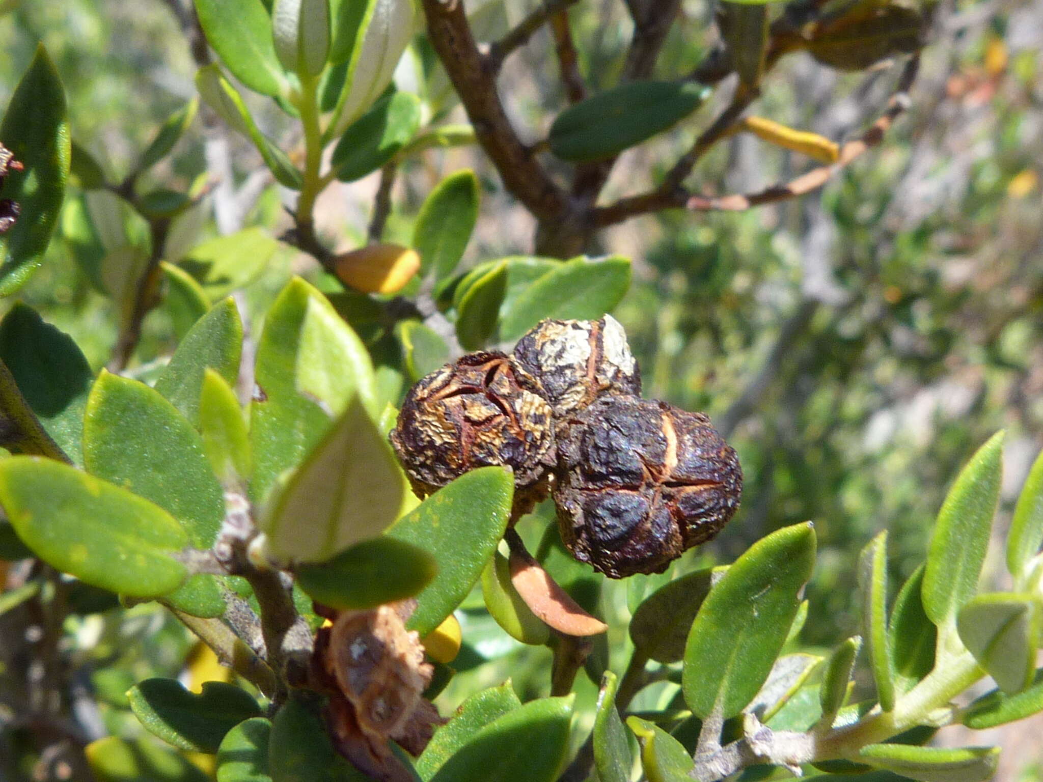 Image of <i>Phylica oleifolia</i>