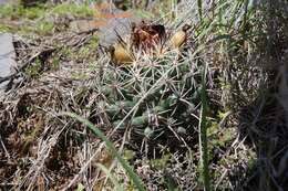 Image of Coryphantha ottonis (Pfeiff.) Lem.