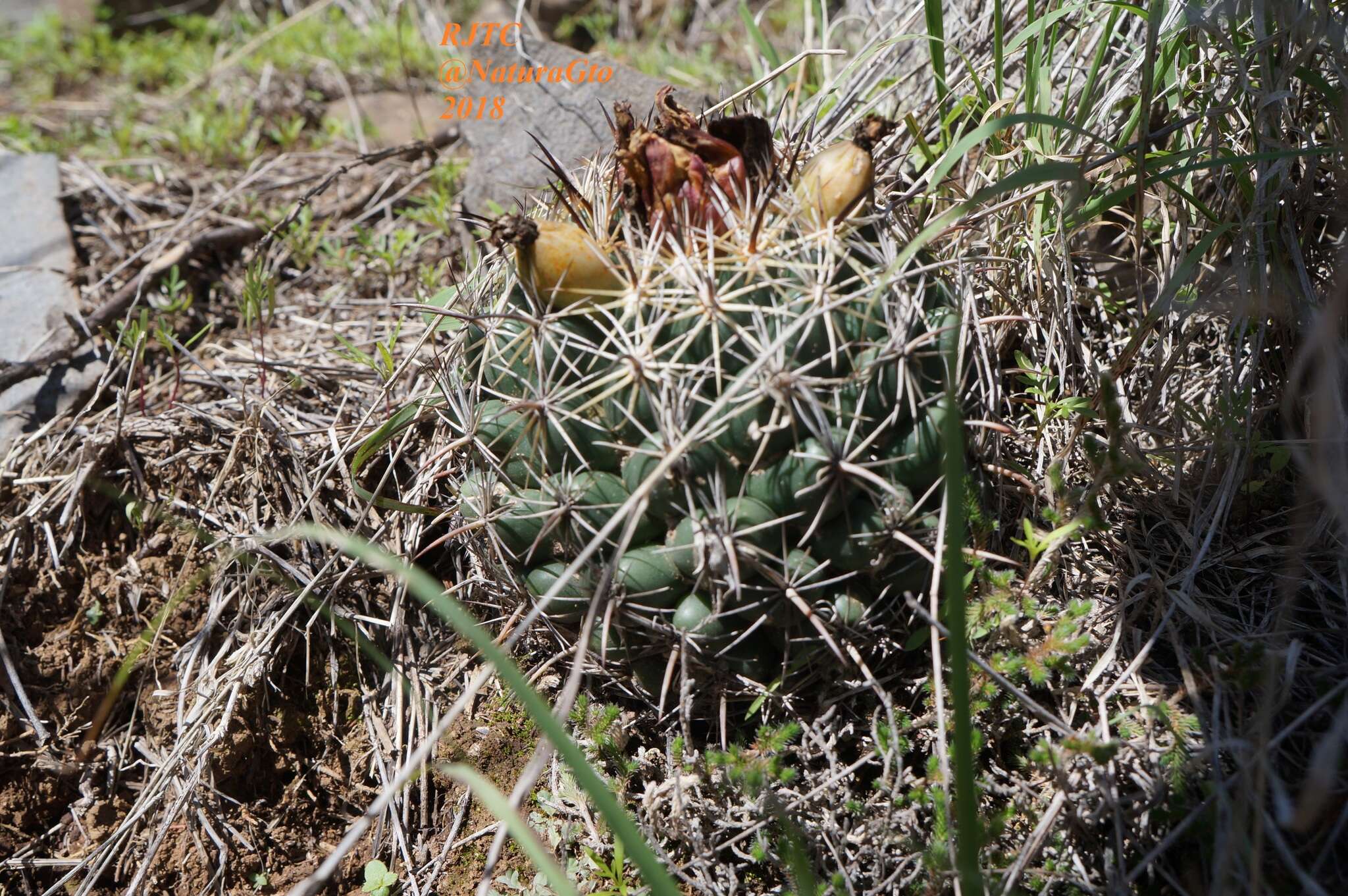 Imagem de Coryphantha ottonis (Pfeiff.) Lem.