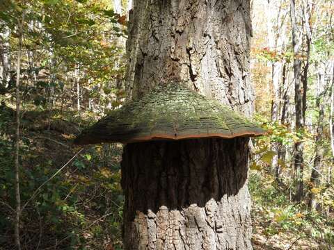 Image of Phellinus robiniae (Murrill) A. Ames 1913