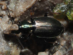 Image of Ground beetle