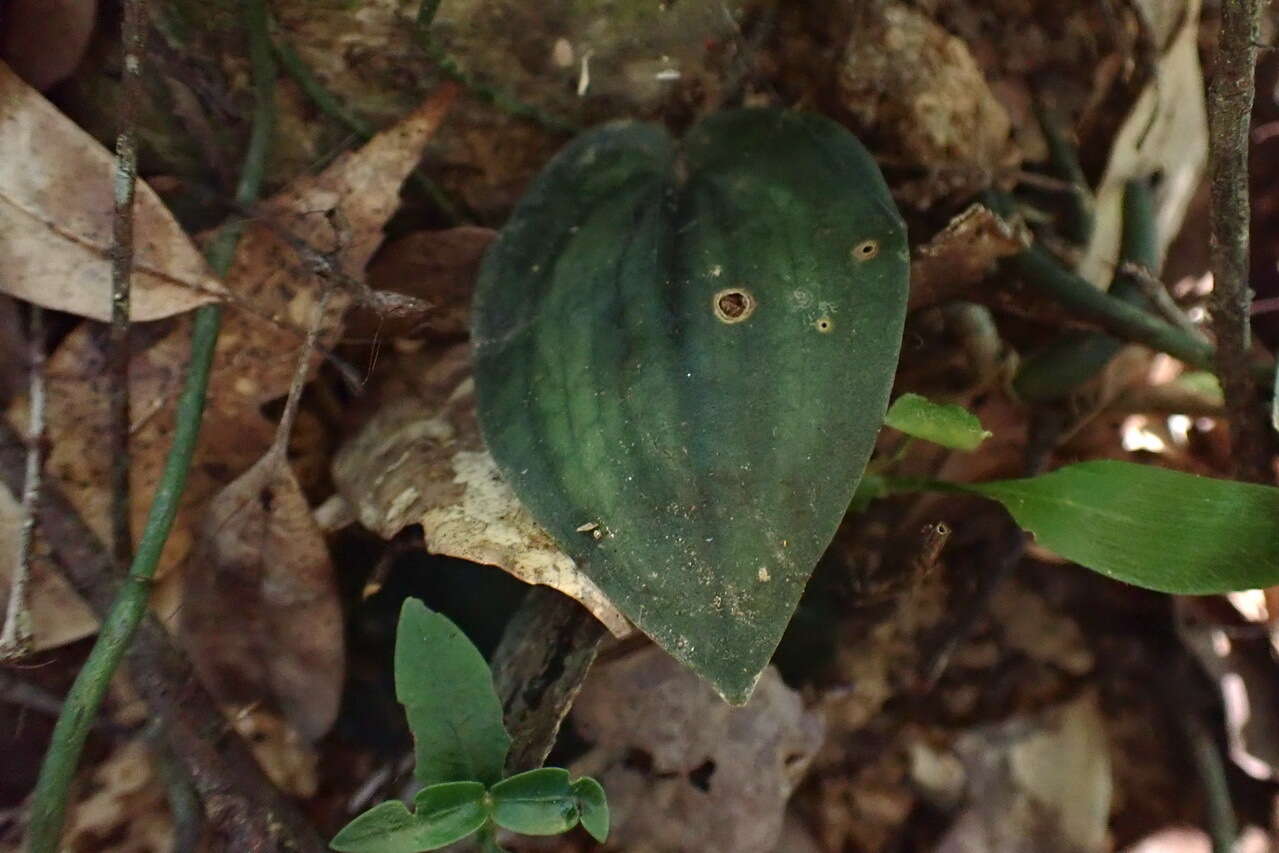 Imagem de Tainia cordifolia Hook. fil.