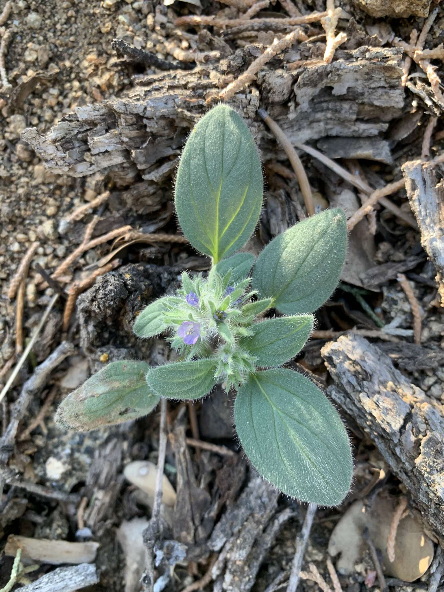 Image of Nine Mile Canyon phacelia