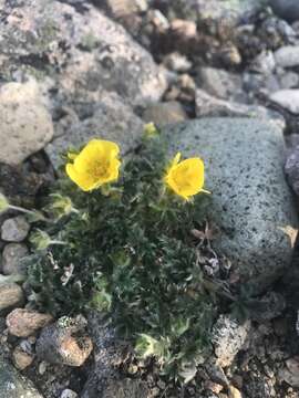 Image of Potentilla subvahliana B. A. Jurtzev