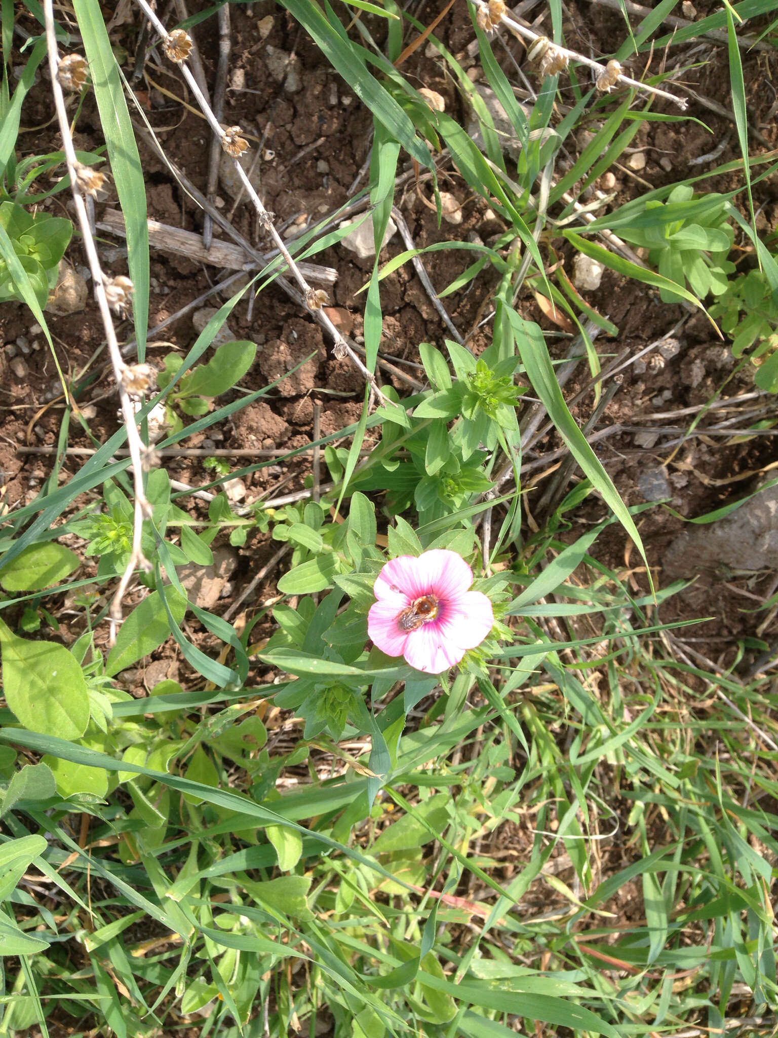 Image of Linum pubescens Banks & Solander