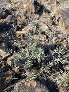 Image of Gairdner's beardtongue