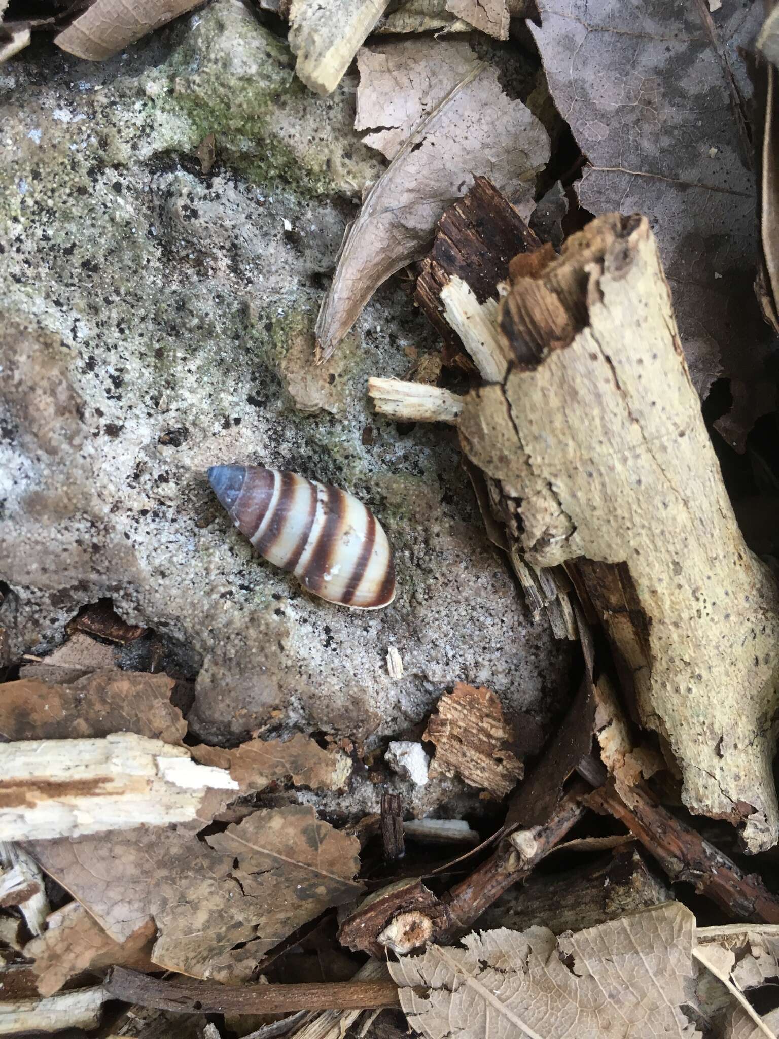 Image of West indian bulimulus