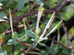 Image de Agelanthus natalitius subsp. zeyheri (Harv.) Polh. & Wiens