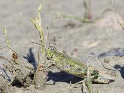 Epacromius tergestinus ponticus (Karny 1907) resmi