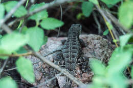 Image of Stenocercus doellojuradoi (Freiberg 1944)