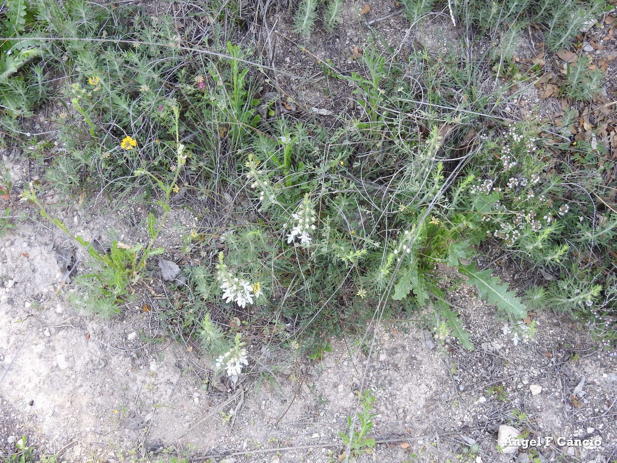 Image of Platycapnos spicata (L.) Bernh.