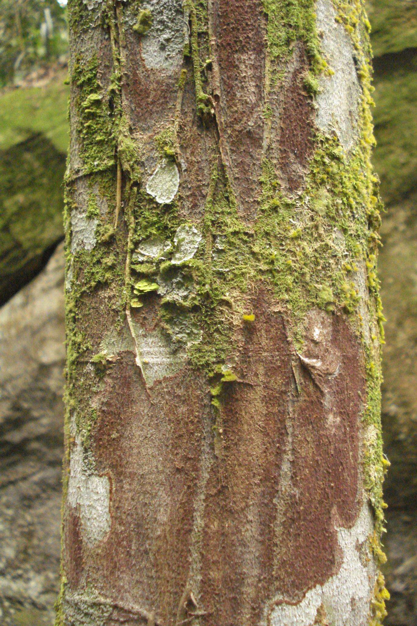 Swartzia simplex var. grandiflora (Raddi) Cowan的圖片