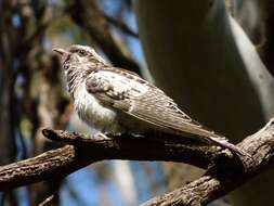 Image of Pallid Cuckoo