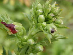 Image de Scrophularia sublyrata Brot.