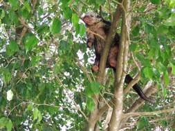 Image of Hairy Dwarf Porcupines