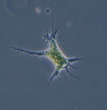 Image of <i>Chlamydomyxa labrynthuloides</i>