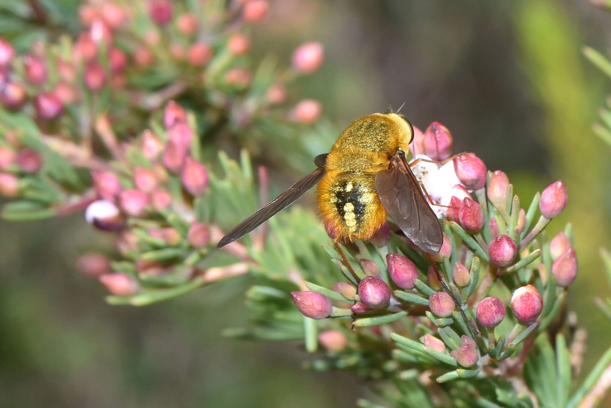 Image of Sisyromyia rutila (Walker 1849)