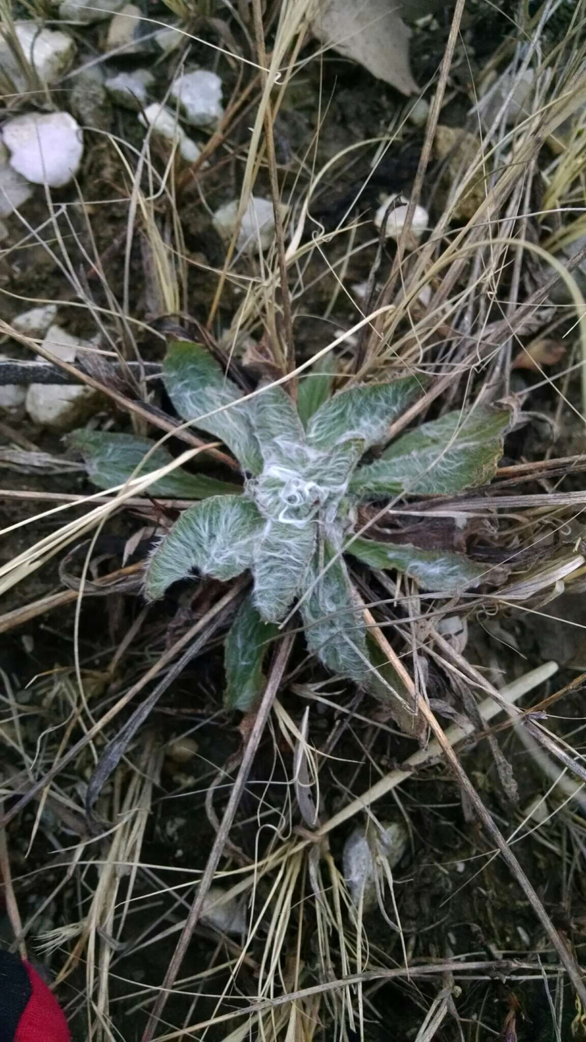 Image of Plantago floccosa Decne.