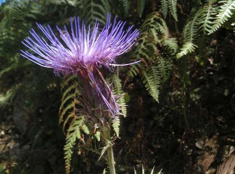 Image of Cynara humilis L.