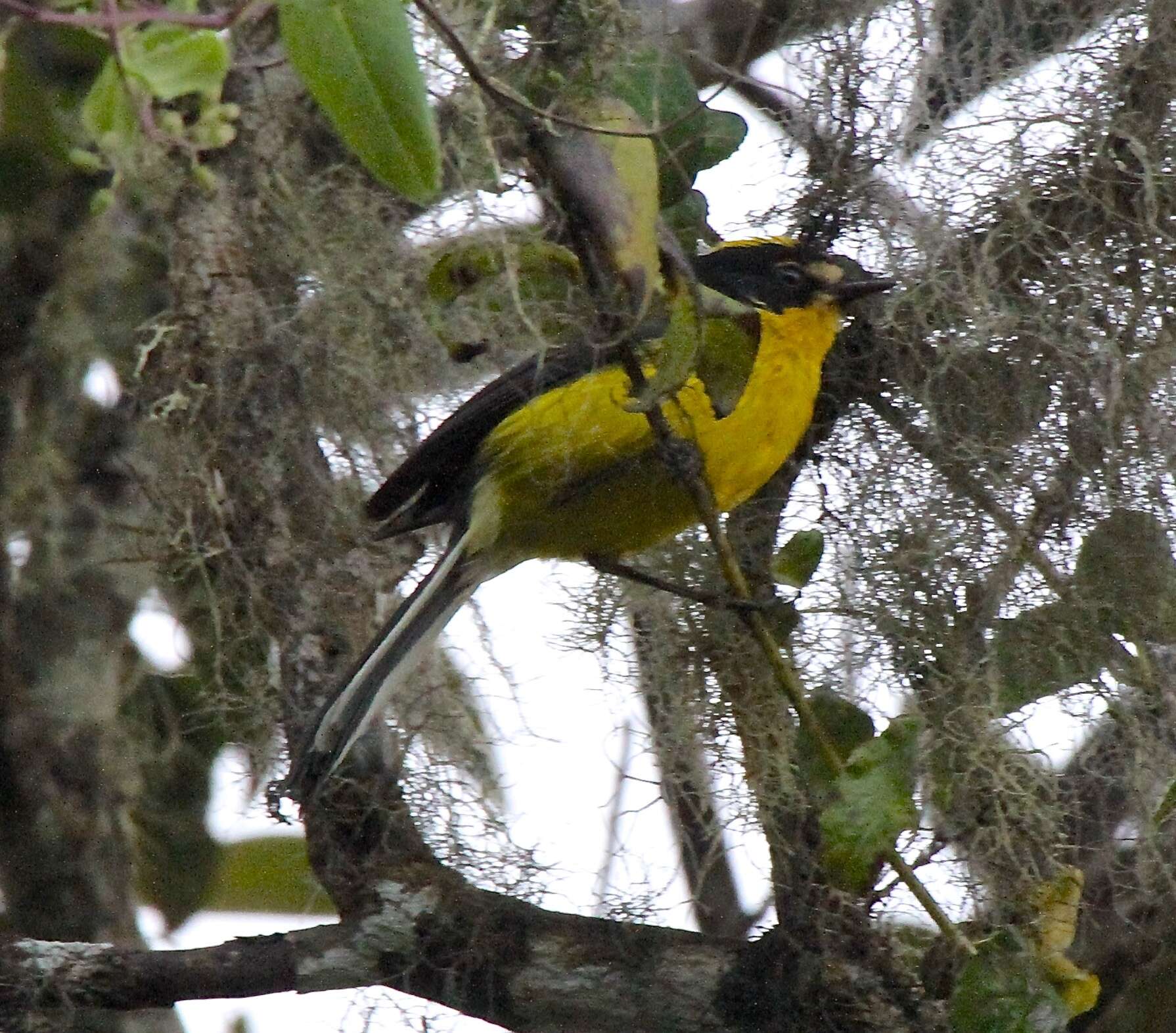 Image of Yellow-crowned Redstart