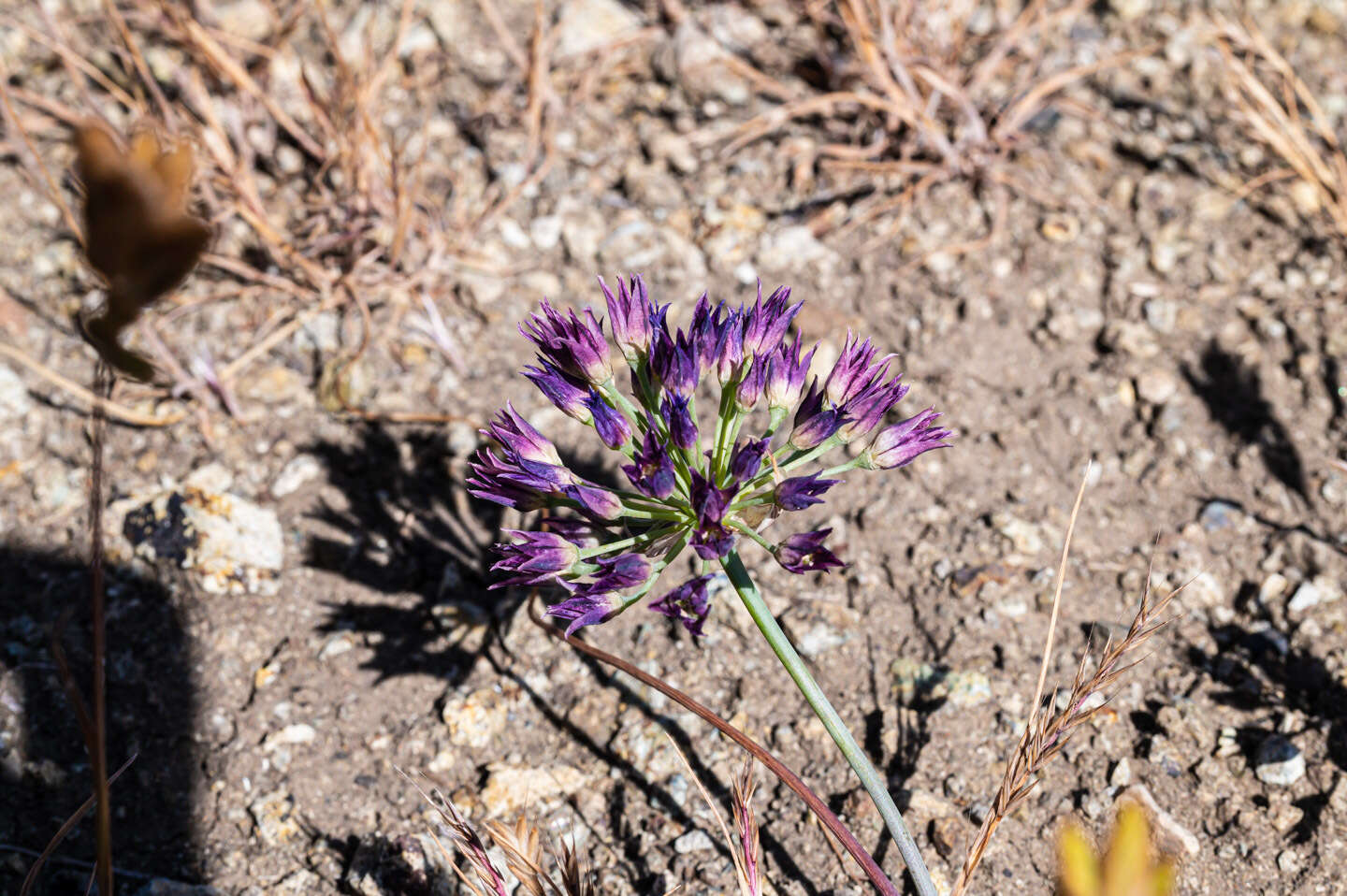 Image of fringed onion