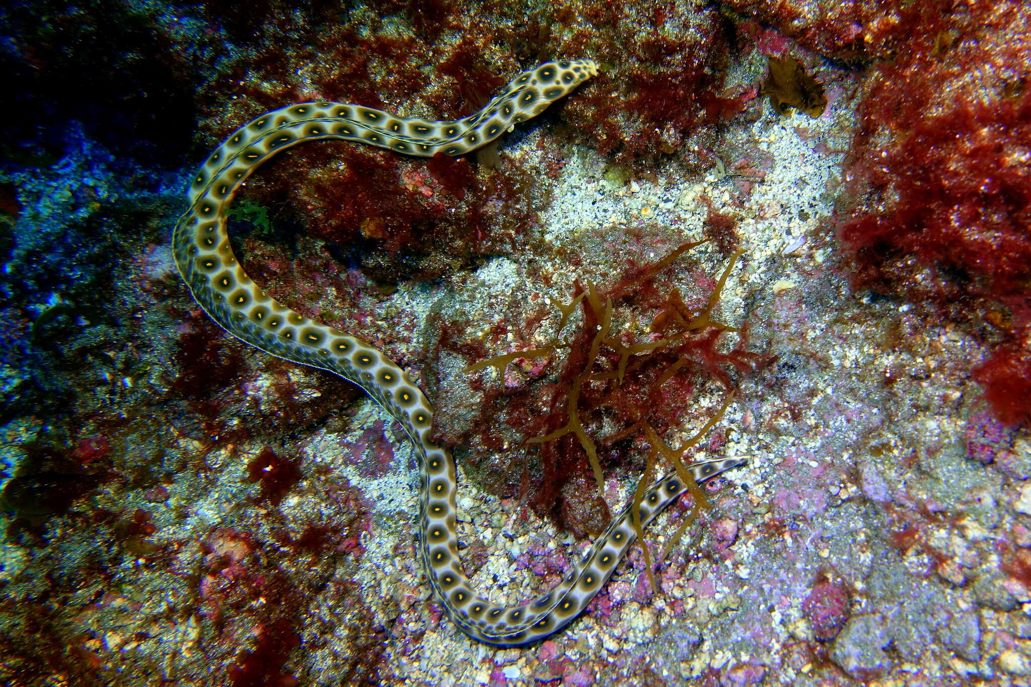 Image of Leopard Eel