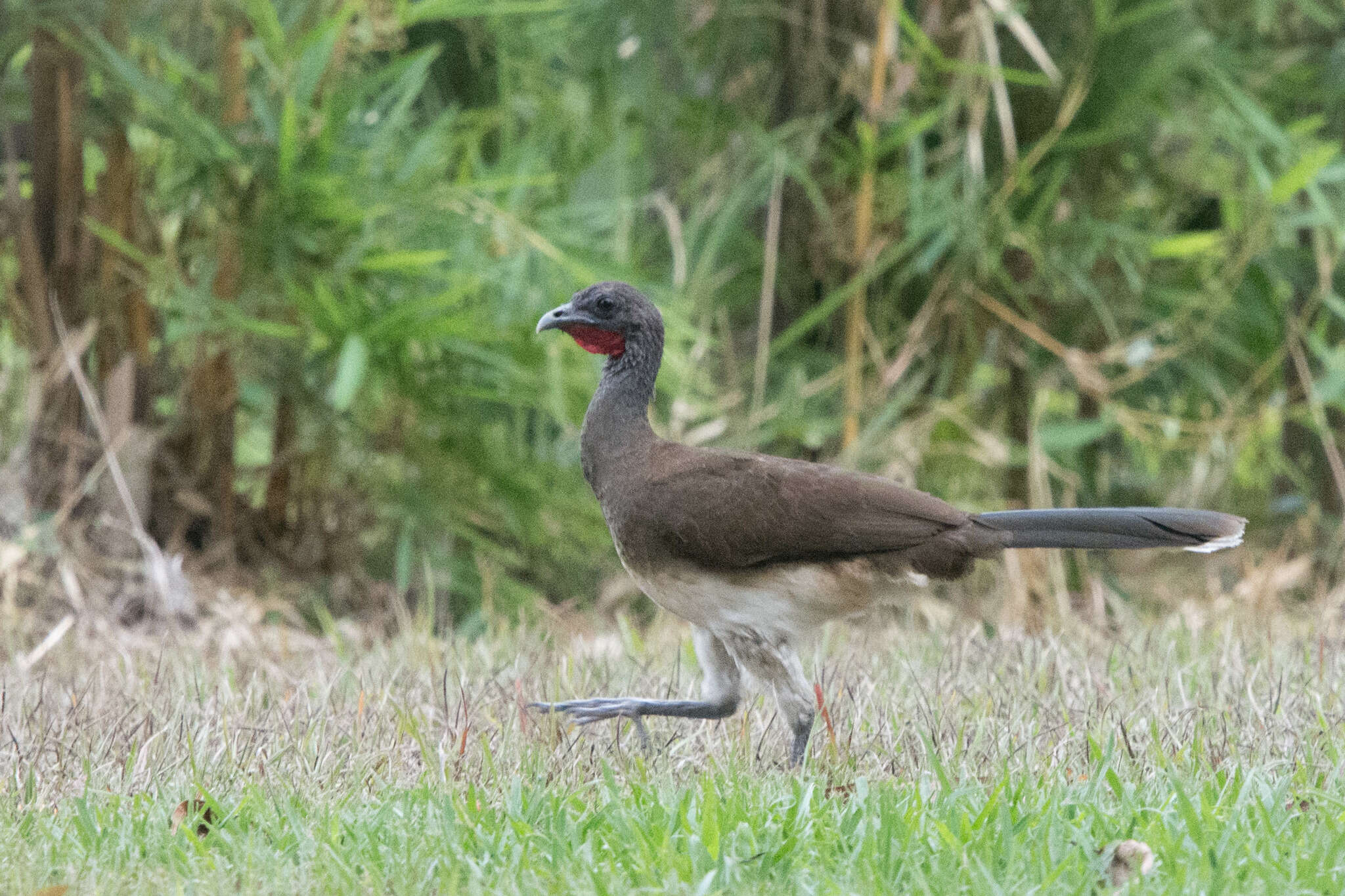 Image of White-bellied Chachalaca