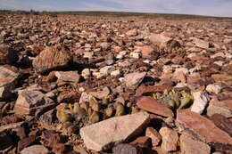 Image of Tanquana archeri (L. Bol.) H. Hartmann & S. Liede