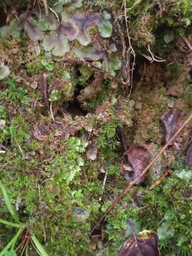 Image of Diplophyllum obtusifolium (Hook.) Dumort.