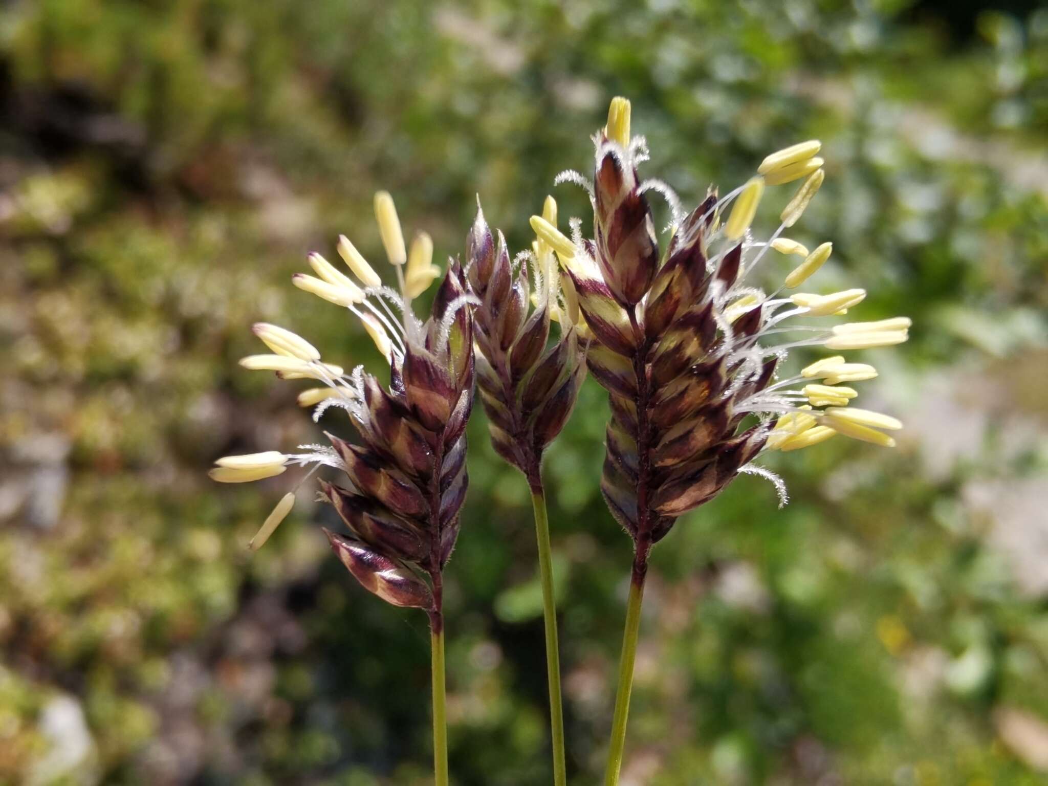 Image of Oreochloa disticha (Wulfen) Link