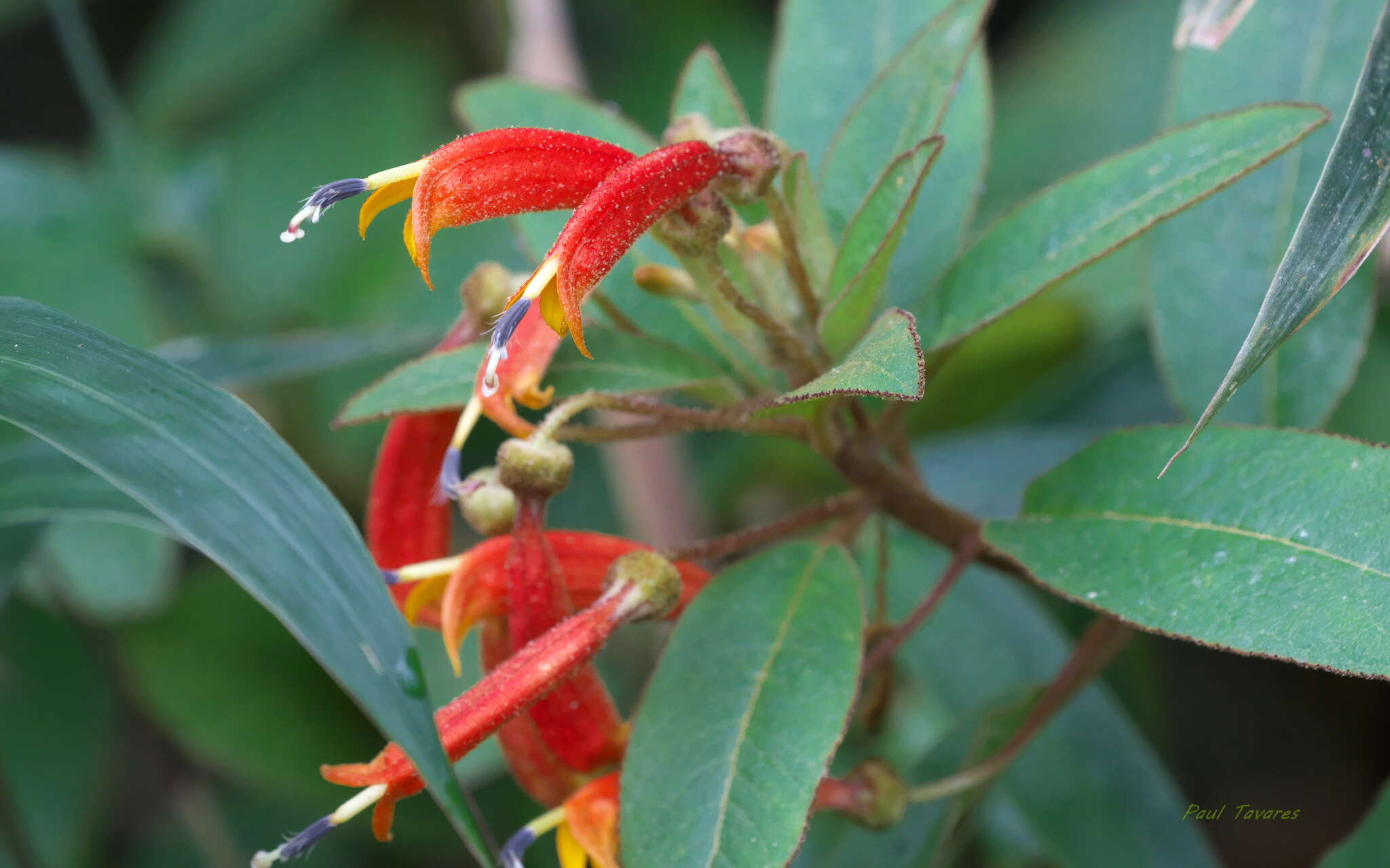 Image of Centropogon ferrugineus (L. fil.) Gleason