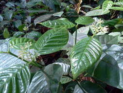 Palicourea acuminata (Benth.) Borhidi resmi