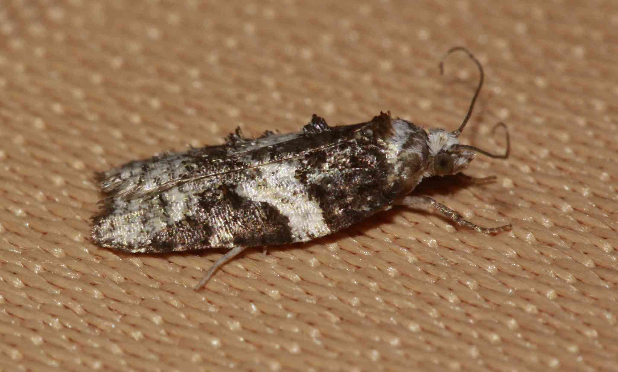 Image of Eastern Black-headed Budworm Moth