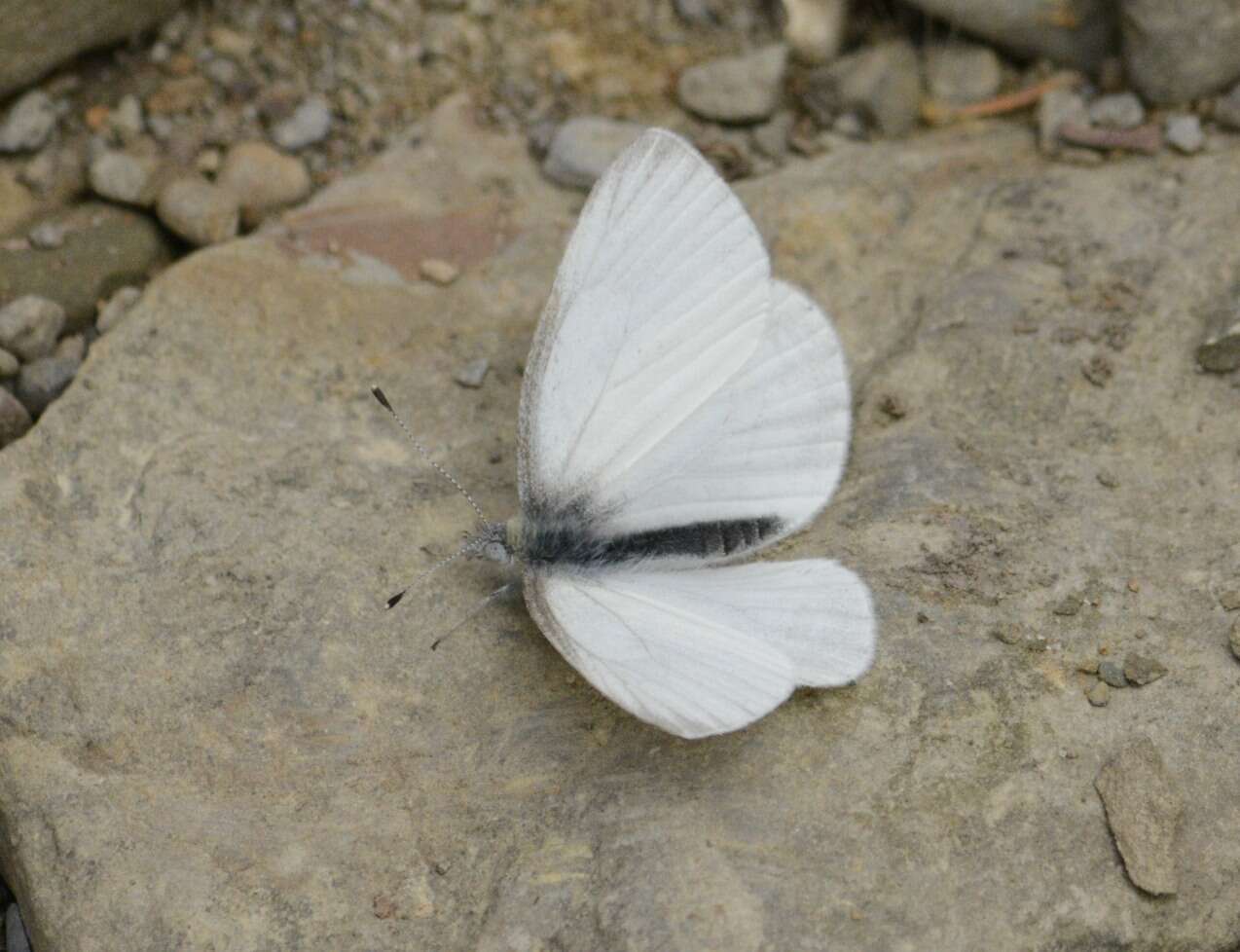 Image of West Virginia White