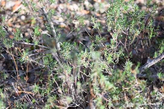 Image of Halimium umbellatum subsp. viscosum (Willk.) O. Bolós & Vigo